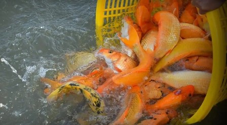 GHPGVN hướng dẫn thực hành phóng sinh đúng Chính pháp trong mùa Vu lan 2026